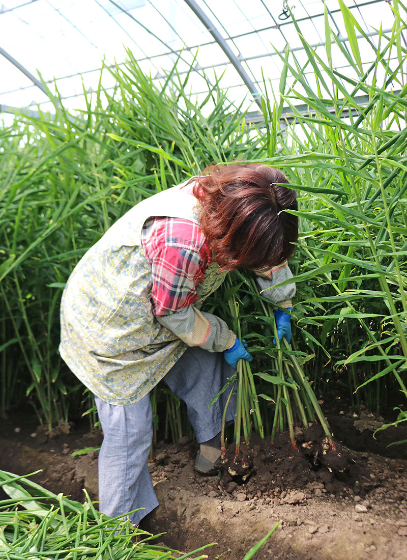 しまるしぇNO23 島原百年生姜「株式会社 人作／松本農園」松本綾子さん