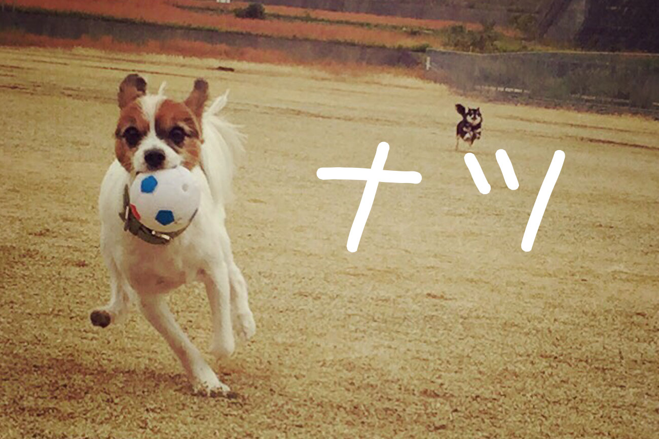 ペット